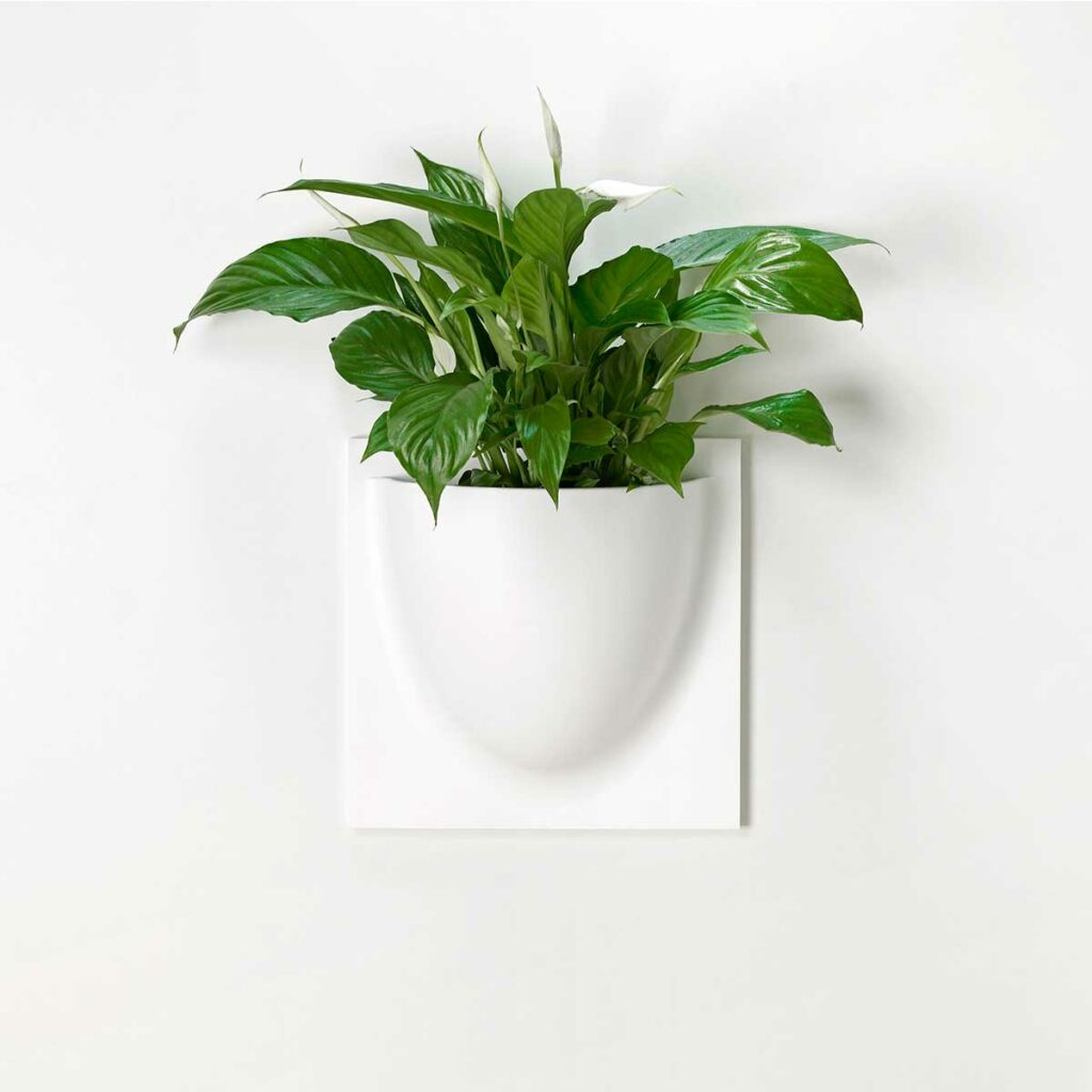 vertiwhite1