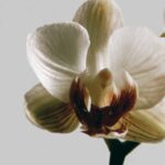 Black Orchid & Lily doftpinnar