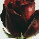 Bulgarian Rose & Oud doftpinnar