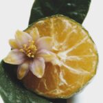 Mediterranean Blue doftpinnar